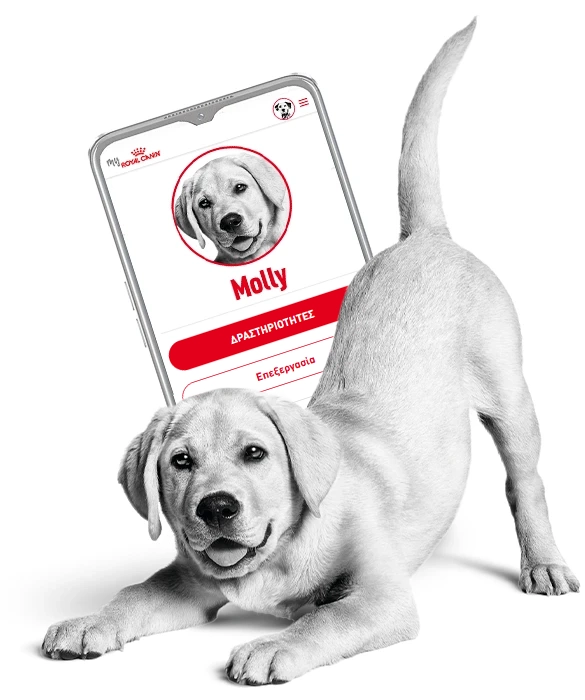 Royal Canin