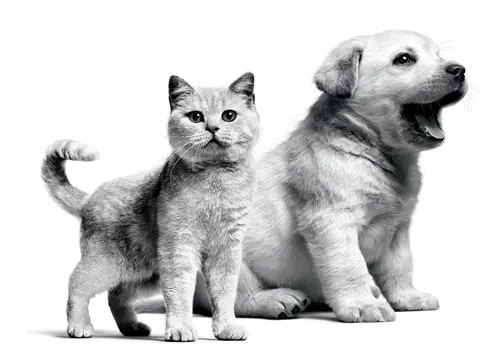 Royal Canin