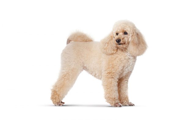 γνωρίζουμε τα poodle 23 04 2009